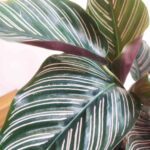 Calathea Sanderiana Plant