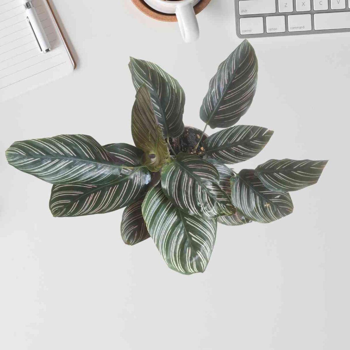 Calathea Sanderiana Plant