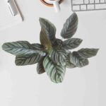 Calathea Sanderiana Plant