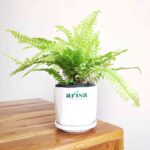 Golden Fern