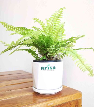 Golden Fern