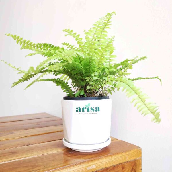 Golden Fern