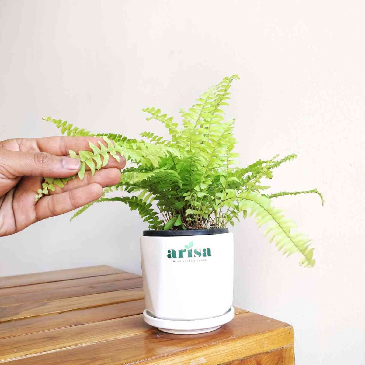 Golden Fern