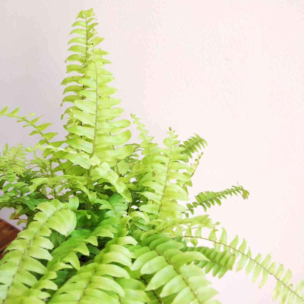 Golden Fern