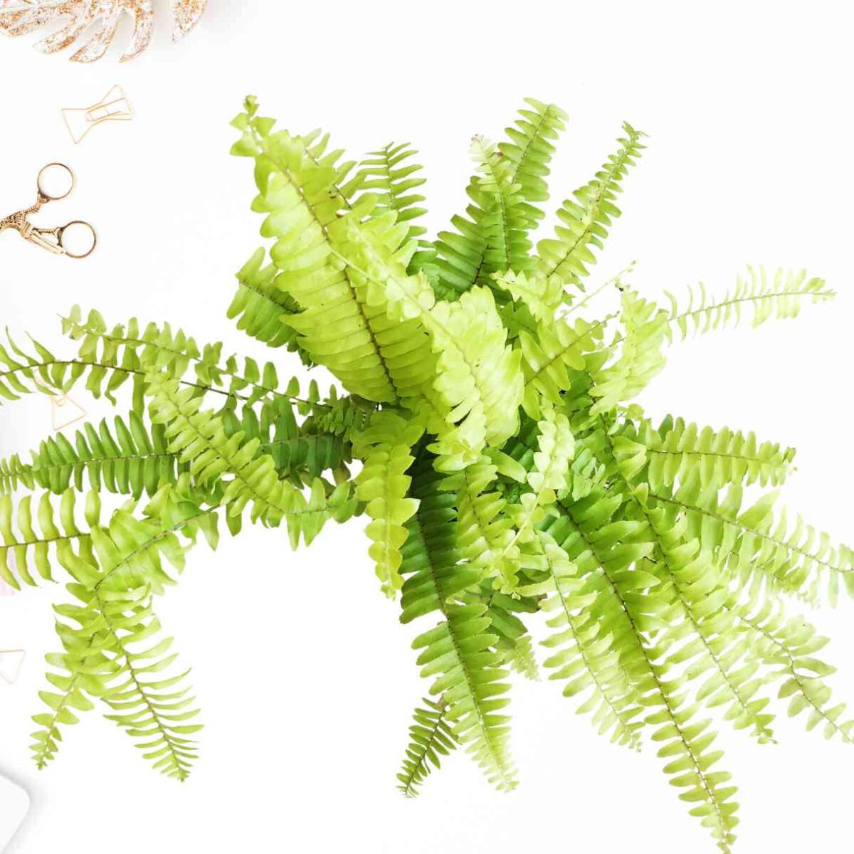 Golden Fern
