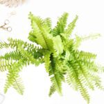 Golden Fern