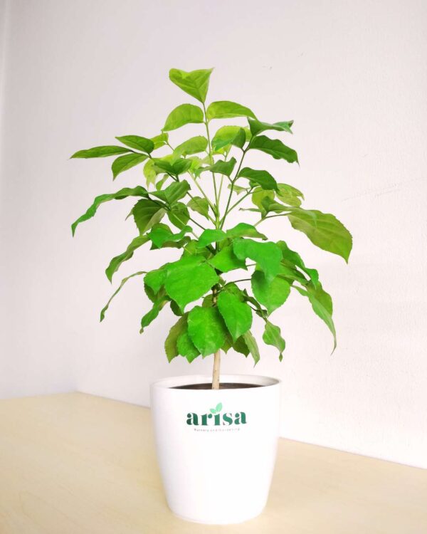 Golden Radermachera 1