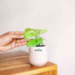 Golden Radermachera Plant