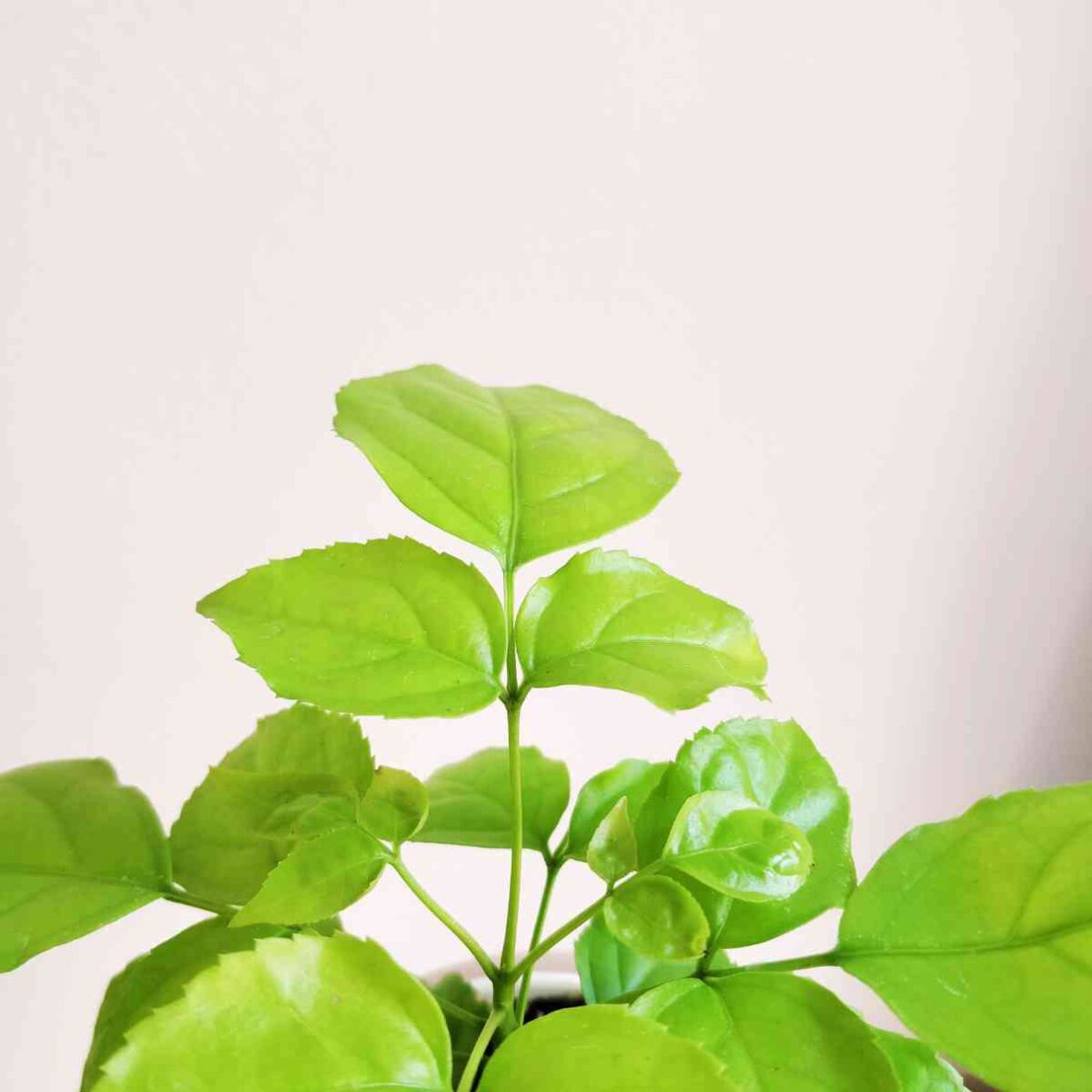 Golden Radermachera Plant