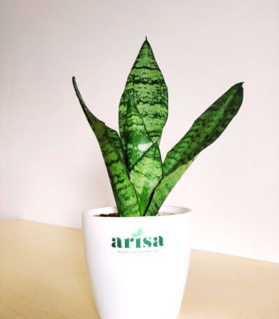 Green Snake Plant 1