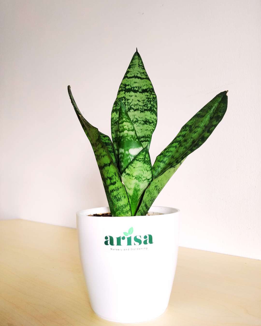 Green Snake Plant 1 Green Snake Plant 1