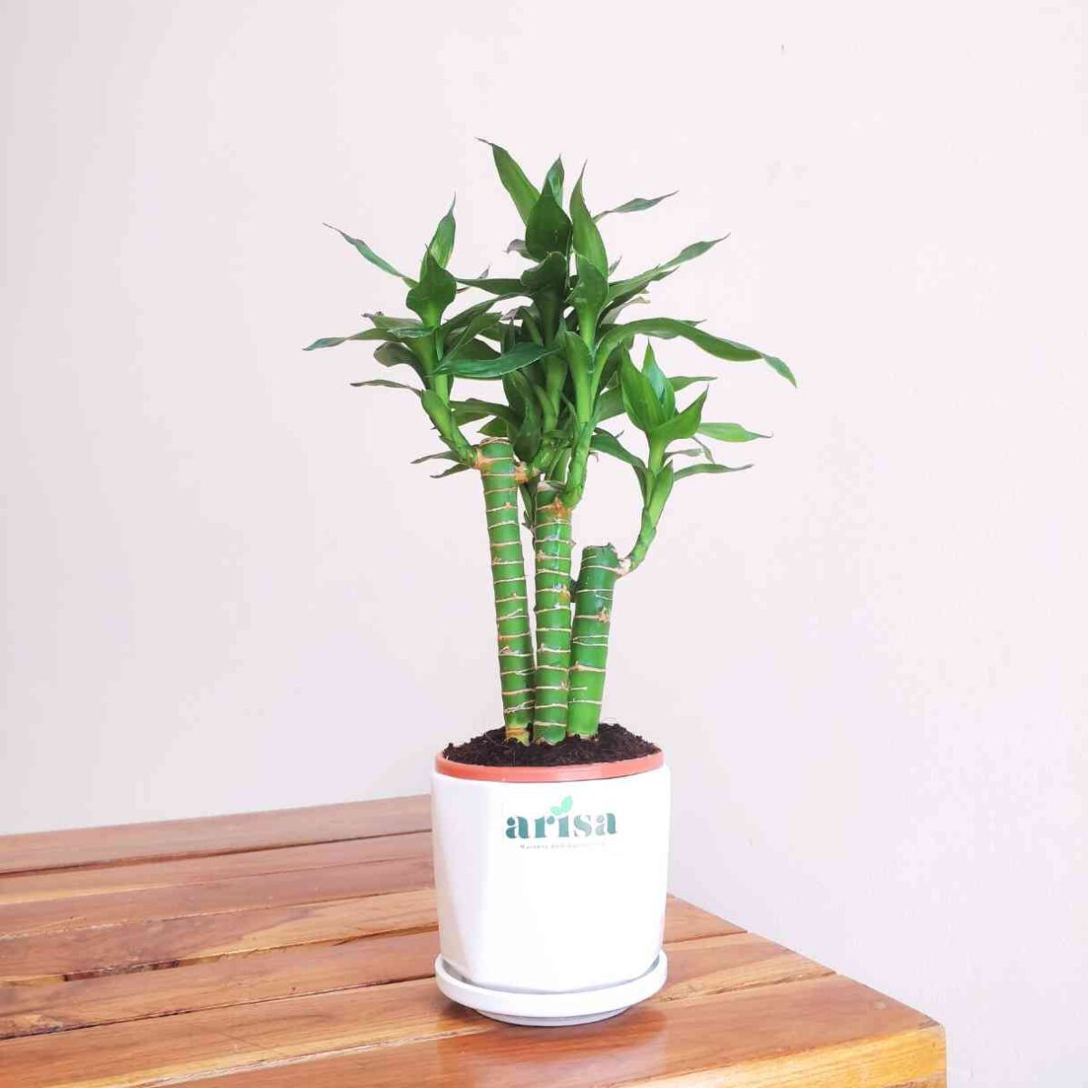 Snake Plant Green Sansevieria - Image 1