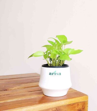 Money Plant Golden