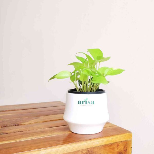 Money Plant Golden