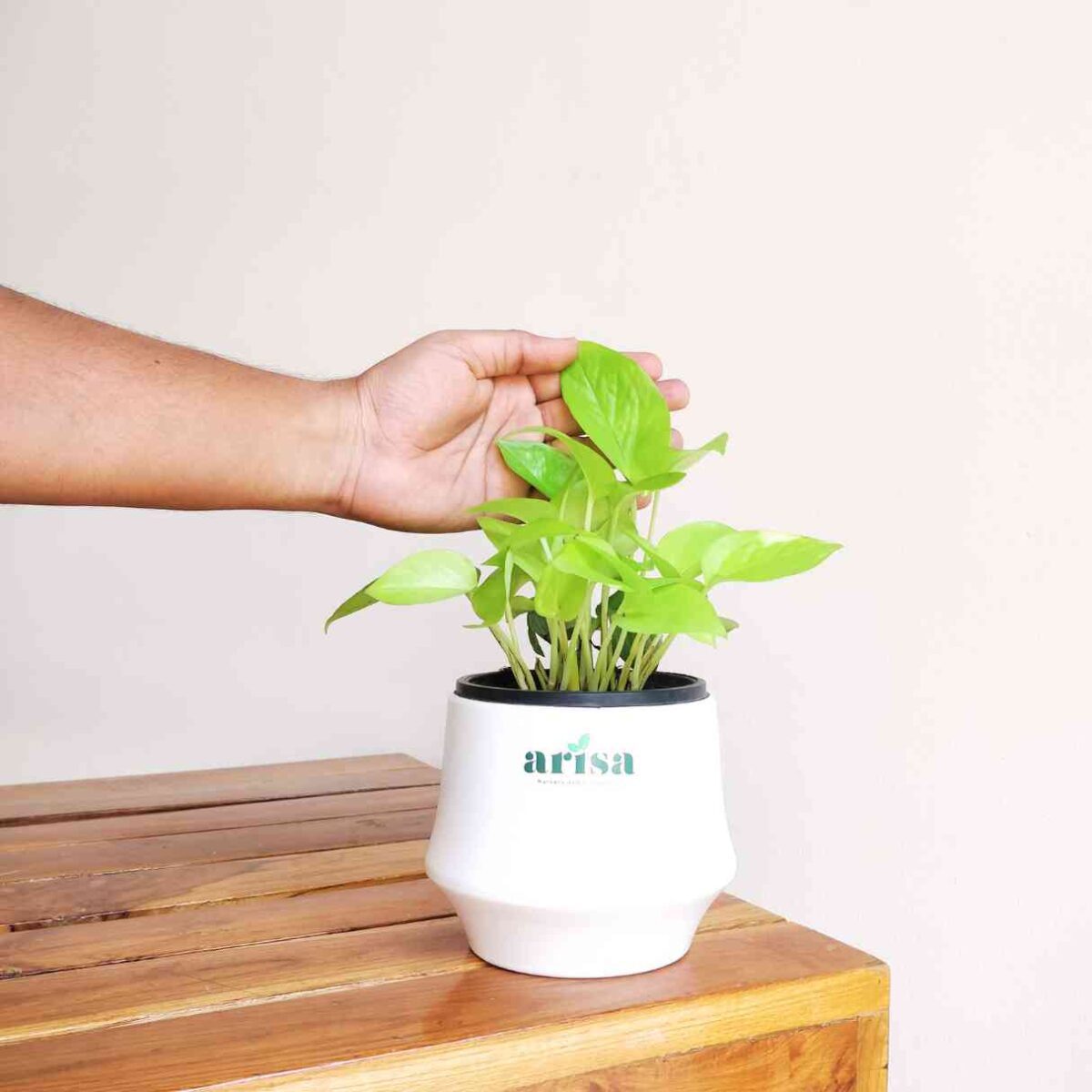Money Plant Golden