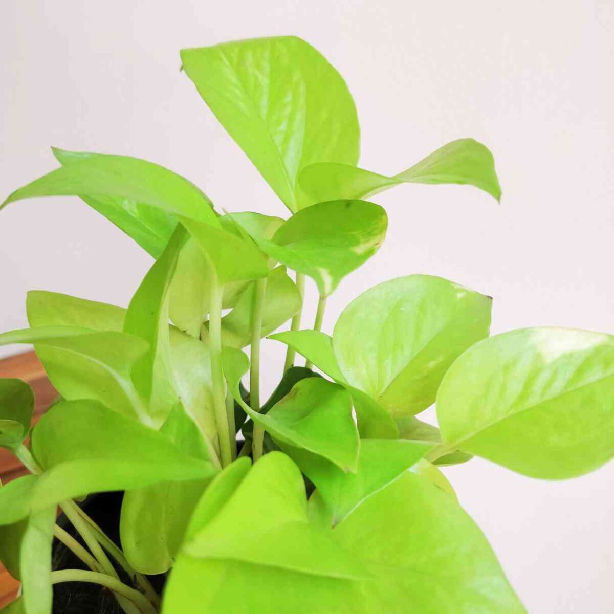 Money Plant Golden