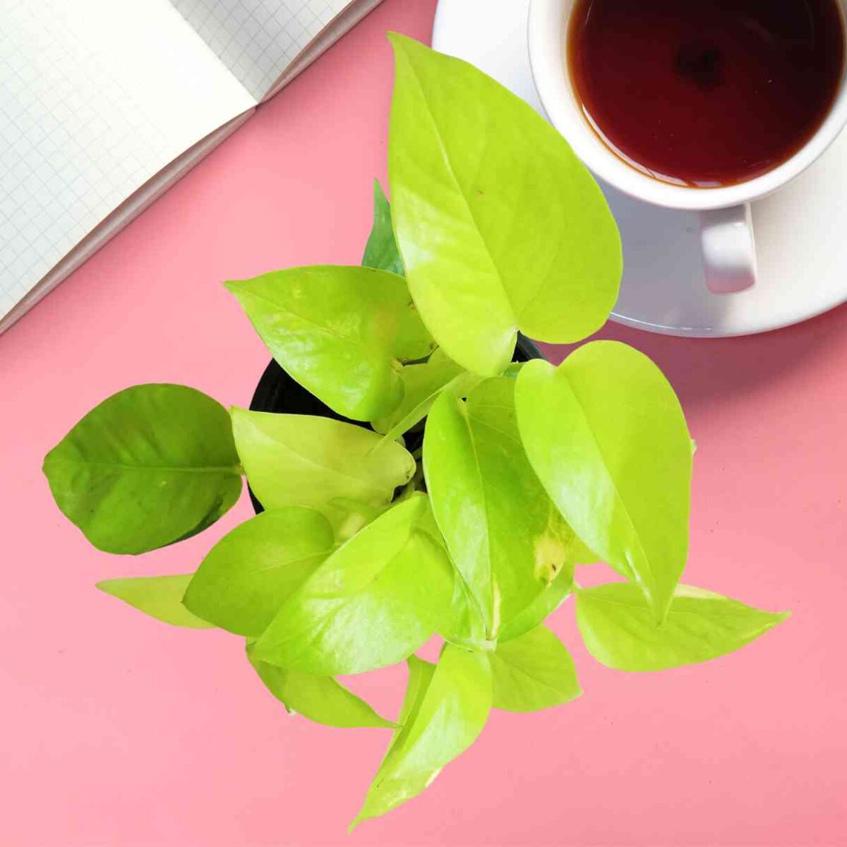 Money Plant Golden