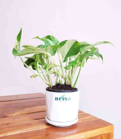 Money Plant Marble