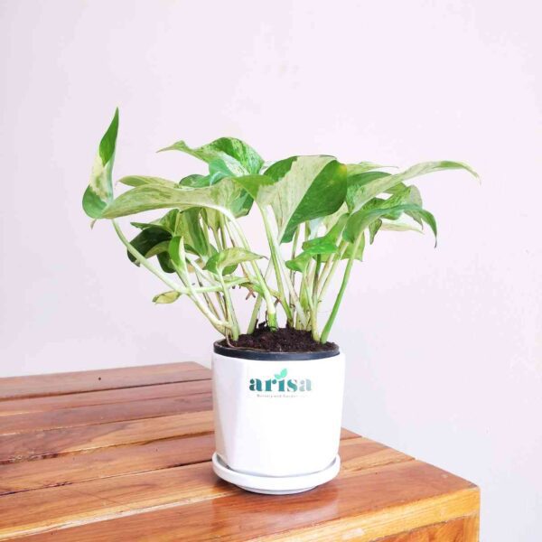 Money Plant Marble