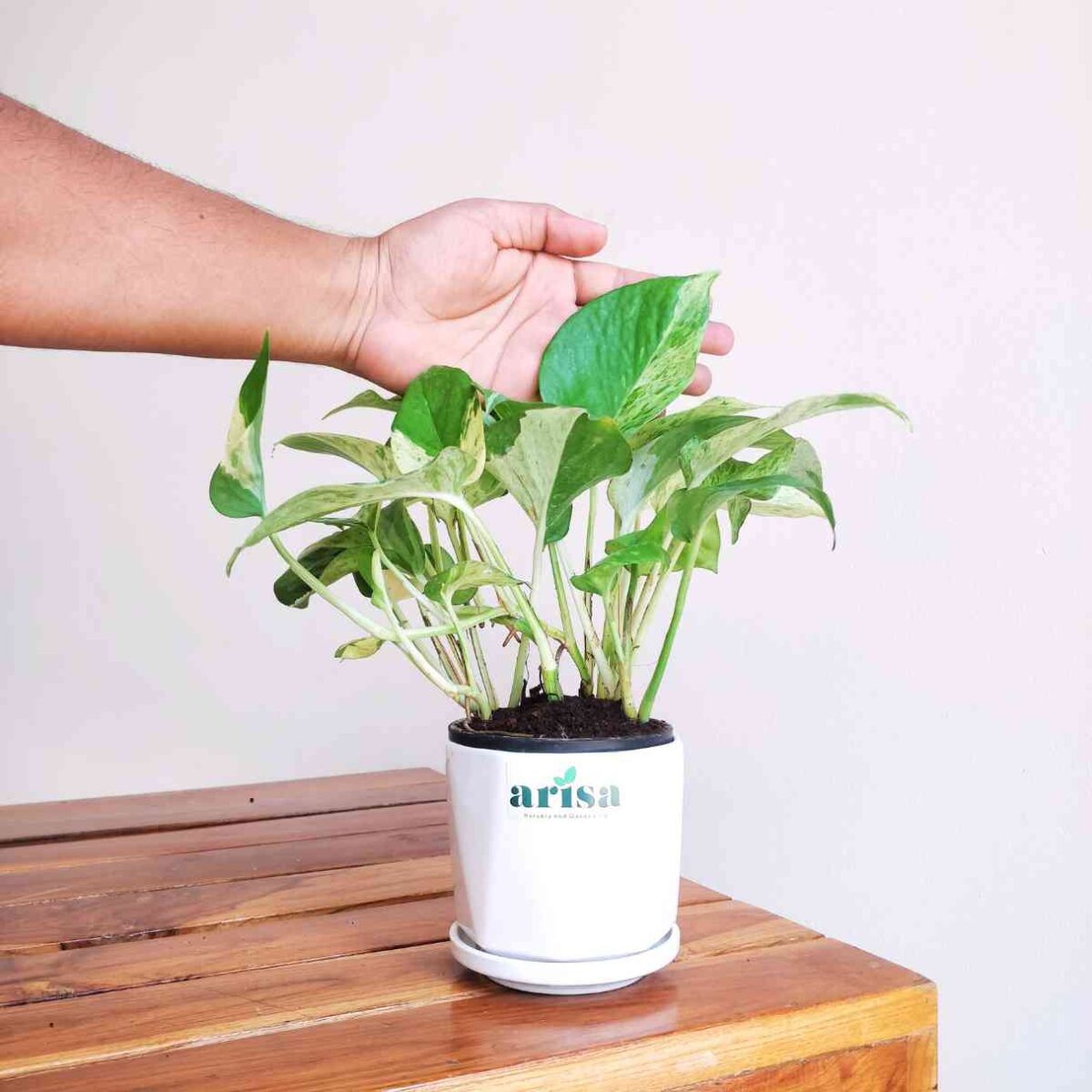 Money Plant Marble