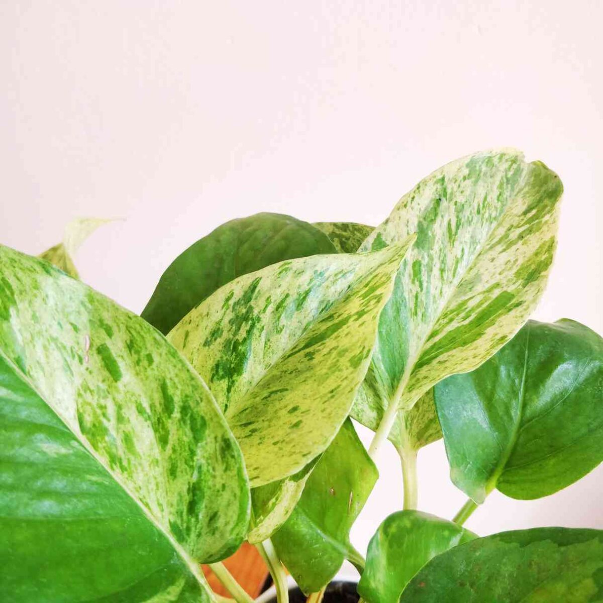 Money Plant Marble
