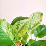 Money Plant Marble