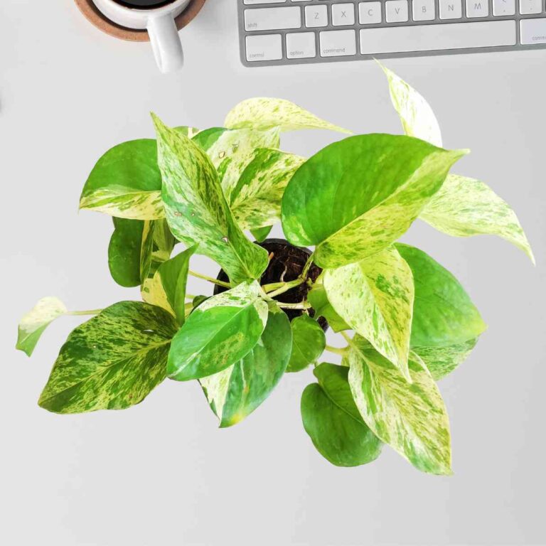 Money Plant Marble