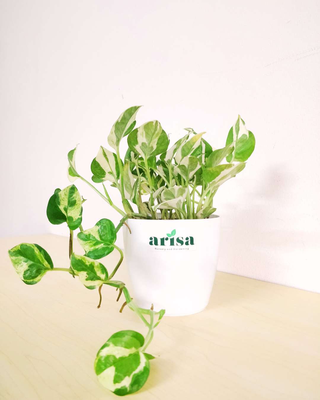 Money Plant Njoy 1 Money Plant Njoy 1