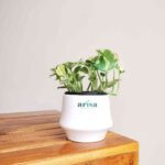 Money Plant Njoy