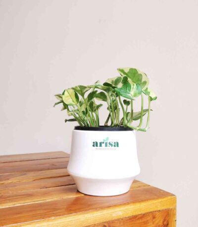 Money Plant Njoy