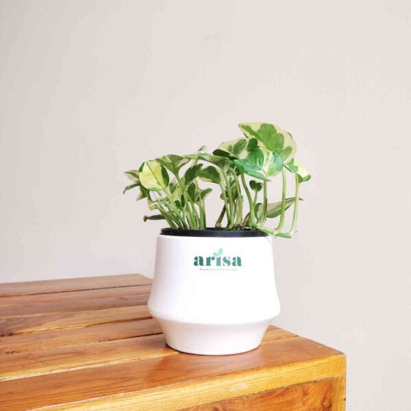 Money Plant Njoy