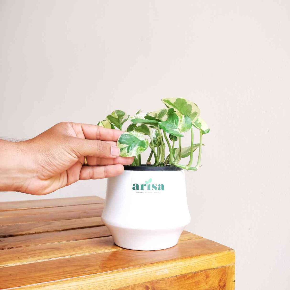 Money Plant Njoy