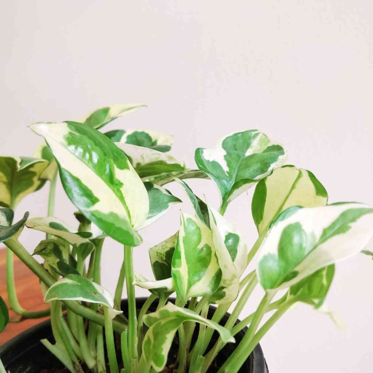 Money Plant Njoy