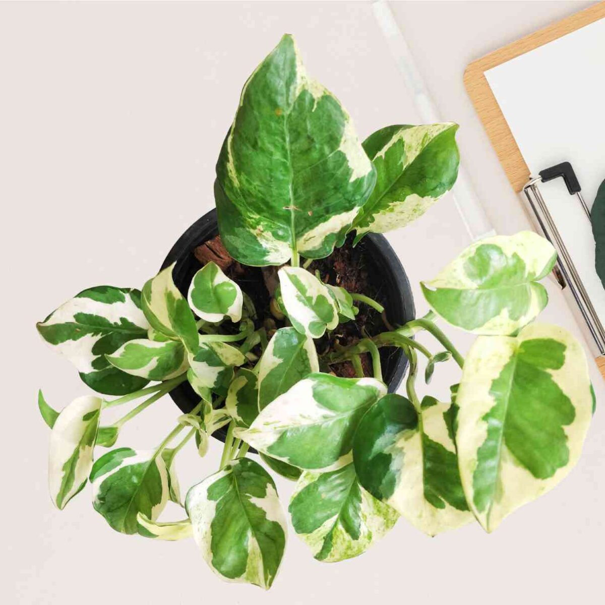 Money Plant Njoy