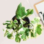 Money Plant Njoy