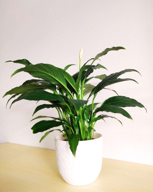 Peace Lily 1