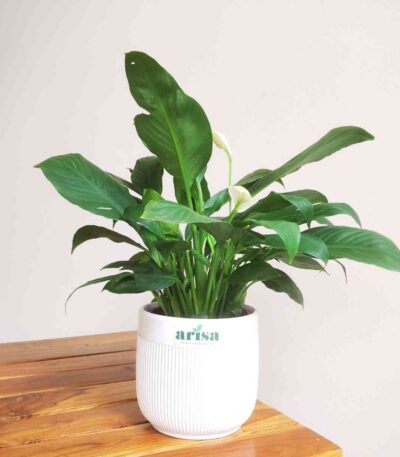 Peace Lily