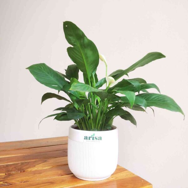 Peace Lily