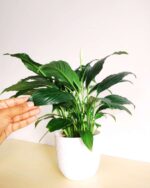 Peace Lily 2