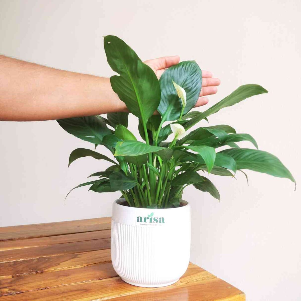 Peace Lily