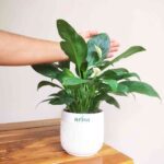 Peace Lily