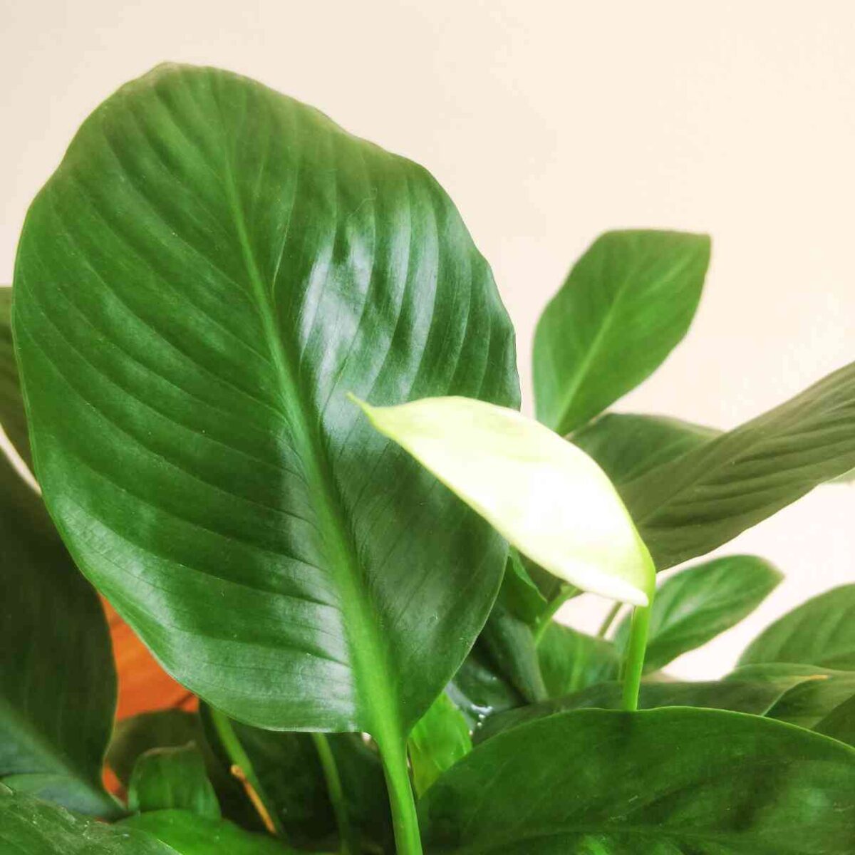 Peace Lily