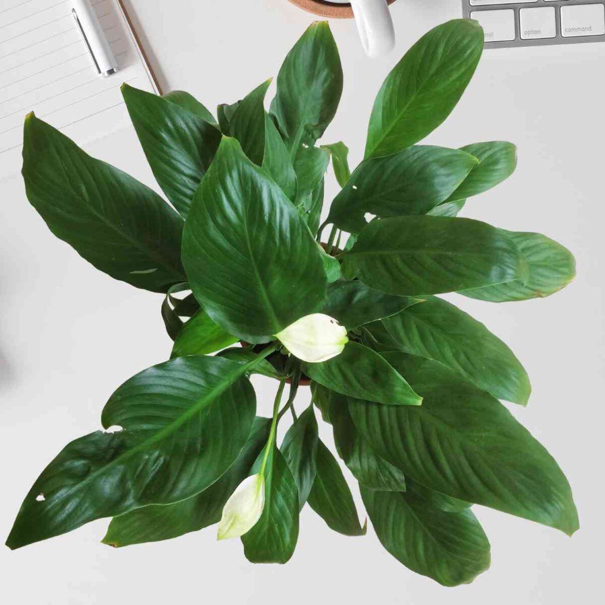 Peace Lily