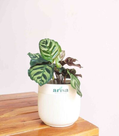 Peacock Plant Calathea Makoyana