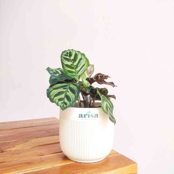 Peacock Plant Calathea Makoyana