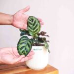 Peacock Plant Calathea Makoyana