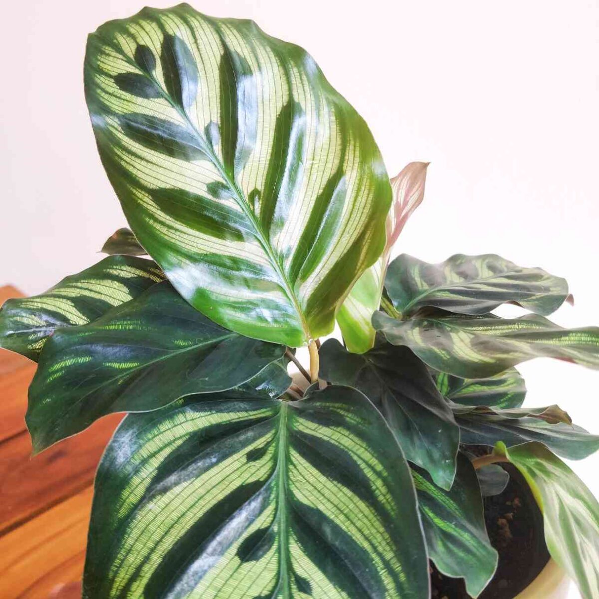 Peacock Plant Calathea Makoyana