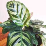 Peacock Plant Calathea Makoyana