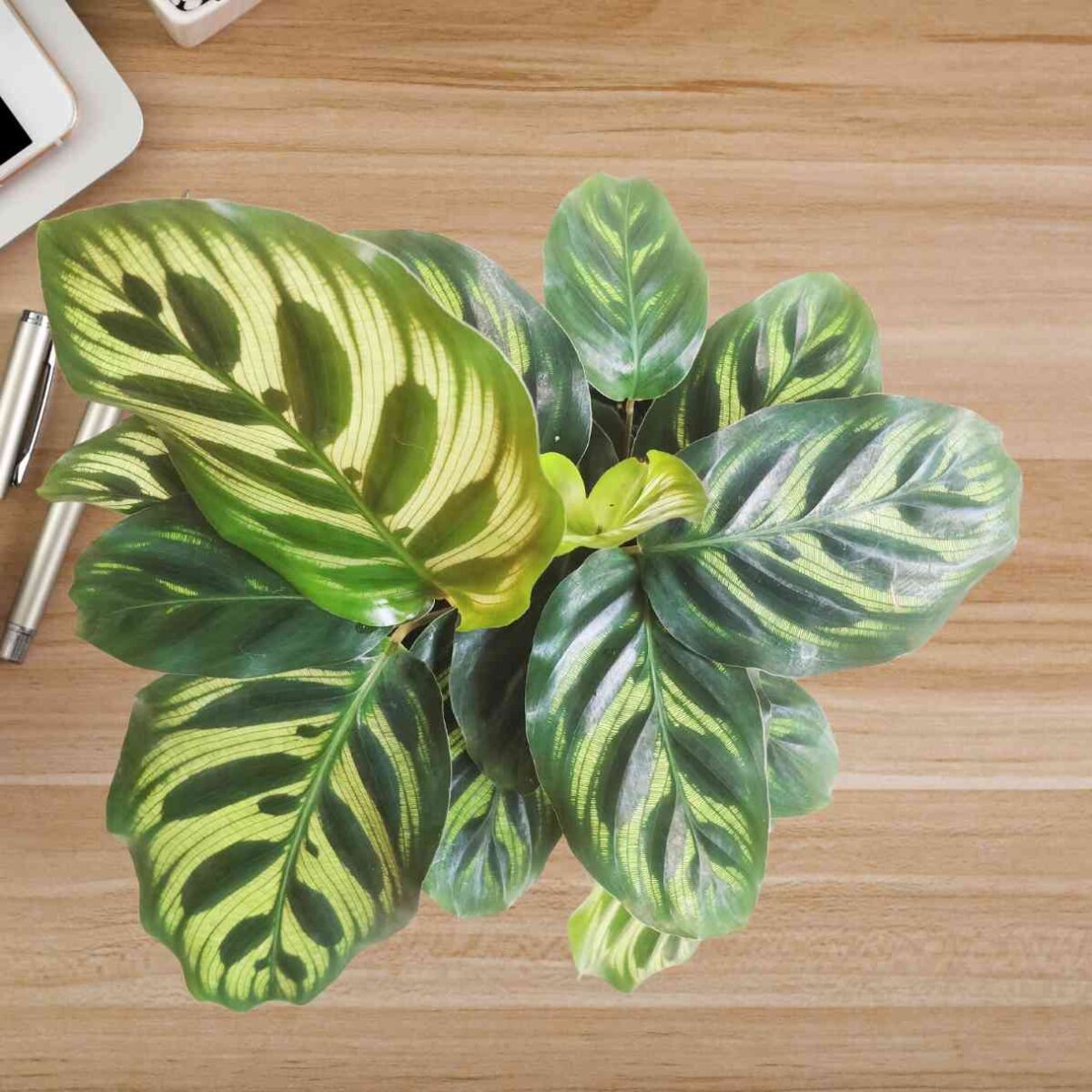 Peacock Plant Calathea Makoyana