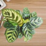 Peacock Plant Calathea Makoyana